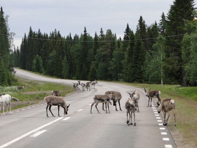 Borealer Wald