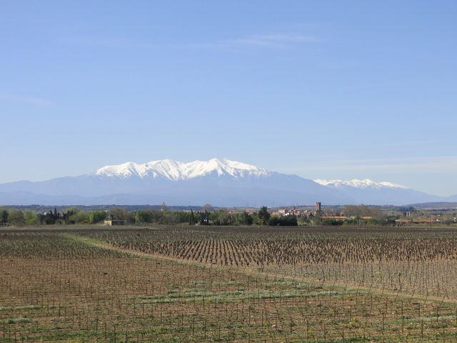 Weinberge