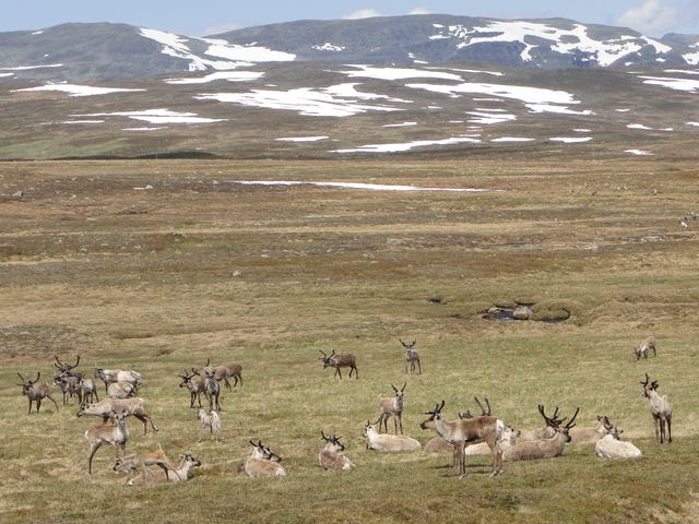 Tundra