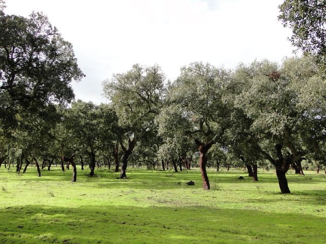 Korkeichen