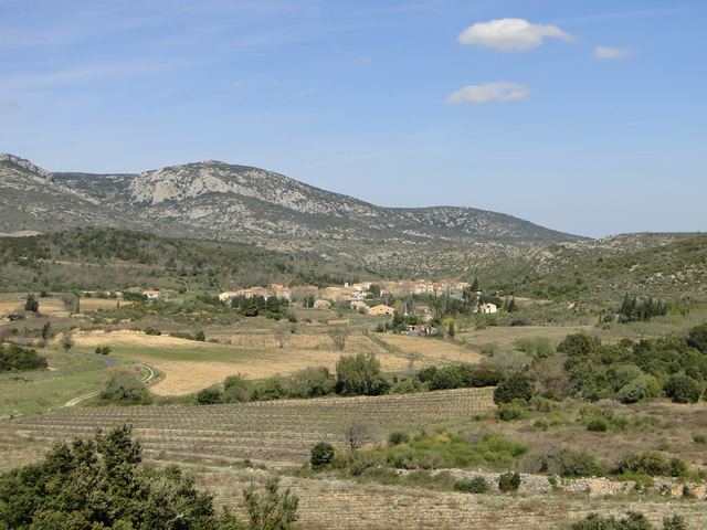 Weinberge